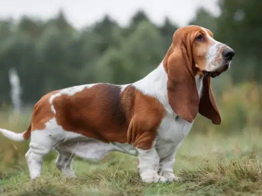 Basset hound som jakthund - Är den rätt för dig?