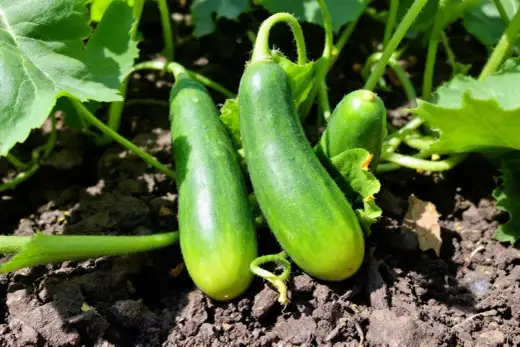 Plant de concombre - Récoltez sans effort!