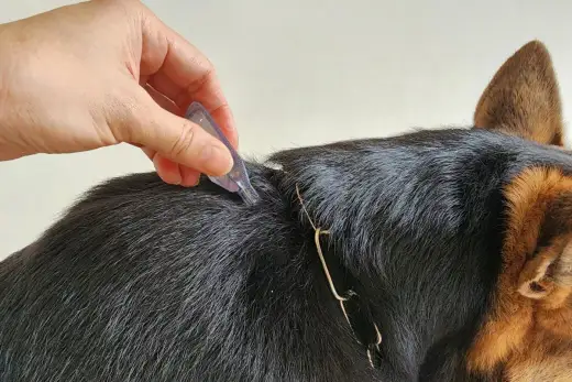 Pulgas en perros - cómo detectarlas y acabar con la infestación