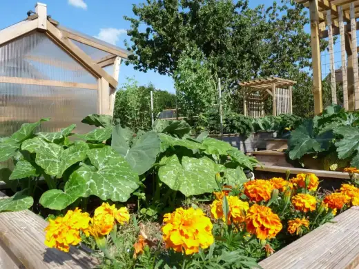 Œillets d'Inde au potager - Vraiment utiles ? Mon guide pratique