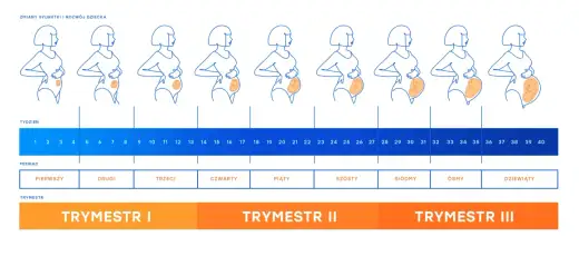 Ciąża - tygodnie, miesiące, trymestry. Jak to liczyć?