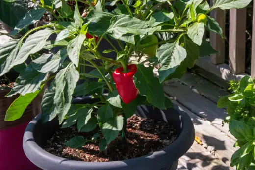Altezza pianta peperone - Come gestirla per frutti migliori