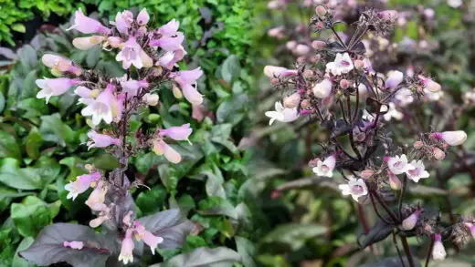 Penstemon palczasty - uprawa bez błędów? Sprawdź, jak!