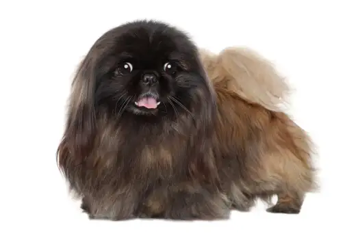 Pekinés - Carácter, cuidados y salud de este perro único