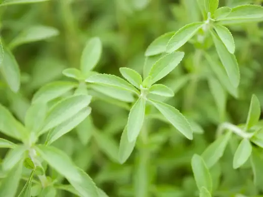 Stevia - Coltivazione perfetta in vaso e orto: la guida