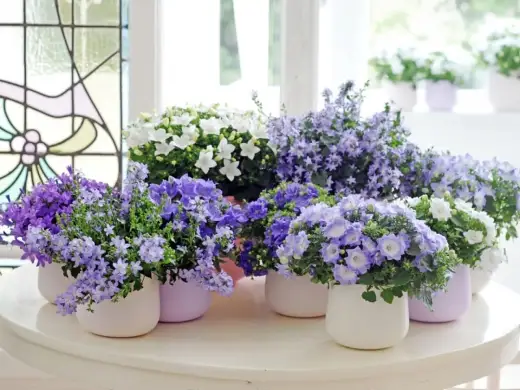 Campanula dzwonek - Jak uprawiać, by kwitł obficie?