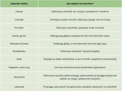 Co siać obok marchwi? Proste zasady udanych zbiorów