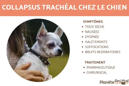 Collapsus trachéal chien - Espérance de vie et qualité de vie