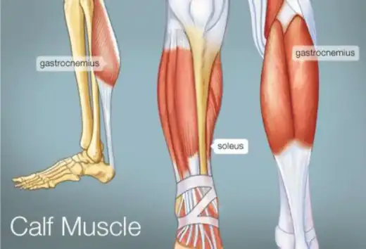 Anatomia łydki - Jak działa i dlaczego tak często boli?