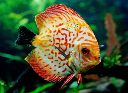 Ryby na M - Które warto znać? Przewodnik po gatunkach