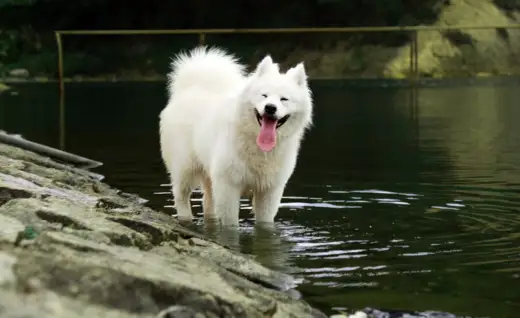 Czarny samojed - Czy ta rasa istnieje? Sprawdź fakty o wzorcu