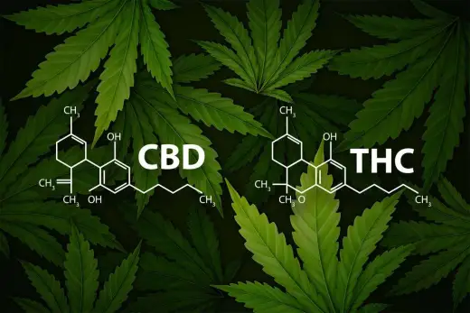 CBD a THC: Różnice, prawo, bezpieczeństwo. Uniknij pomyłek!
