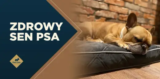 Sen psa - co mówi o zdrowiu, pozycji ciała i drganiach?