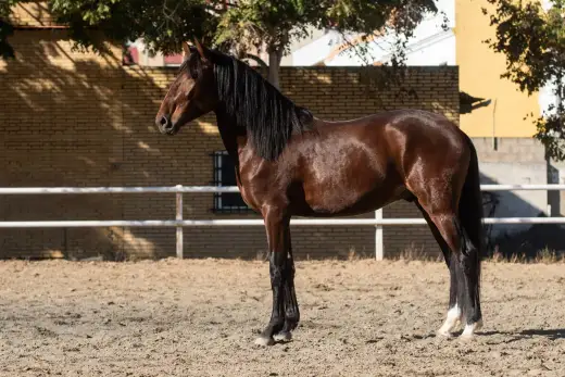 Koń lusitano - jak wygląda i do czego najlepiej się nadaje