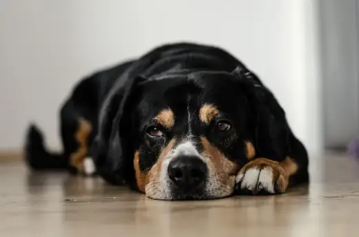 ¿Por qué mi perro se queda mirando a la nada?