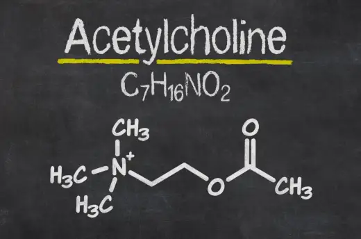 Acetylocholina - gdy mięśnie i pamięć szwankują. Co robić?