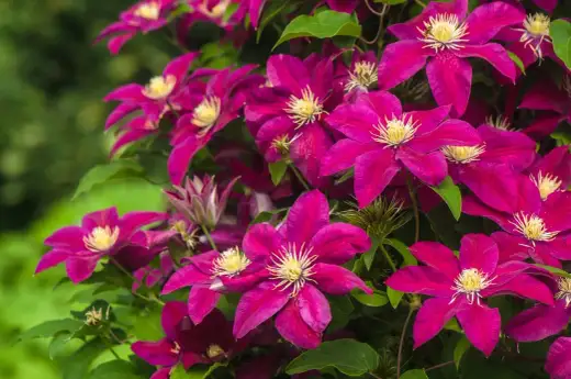 Fiori da seminare a giugno - La guida per un'estate fiorita