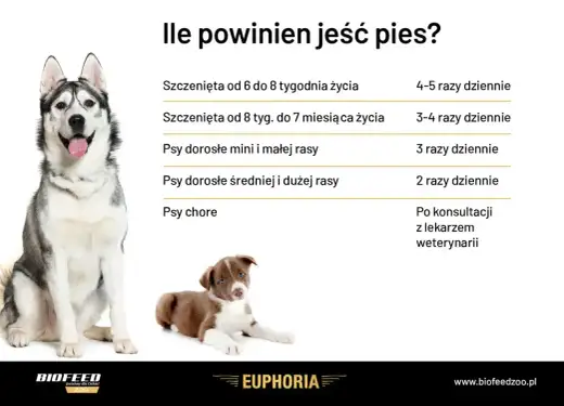Ile razy karmić psa? Optymalny plan dla szczeniaka i dorosłego