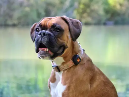 How Many Miles Should a Boxer Run? The Smart Approach