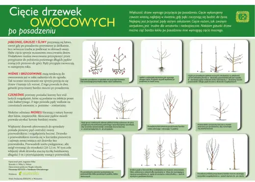 Kiedy przycinać drzewa owocowe? Poradnik krok po kroku