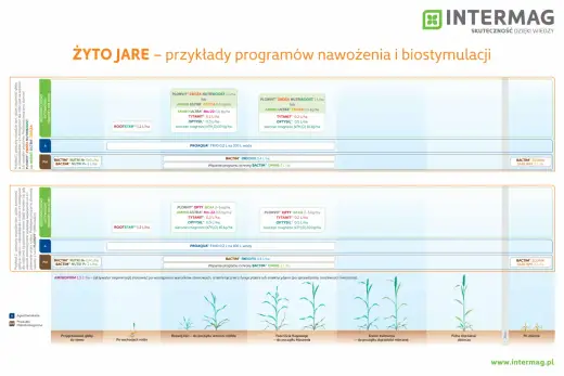 Żyto jare - Uprawa, która ratuje plon? Sprawdź, jak to zrobić!