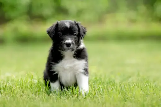 Border collie miniaturka - czy taka rasa istnieje? Poznaj fakty