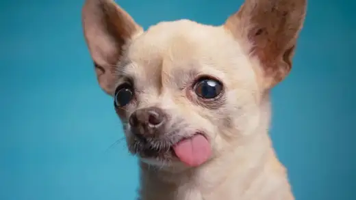 Chihuahua cabeza de venado - ¿Qué es y cómo cuidarlo?
