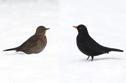 Jak oswoić kosa? Stwórz ogród, który pokocha!
