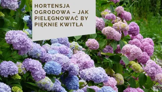 Hortensja w doniczce - Jak pielęgnować, by pięknie kwitła?