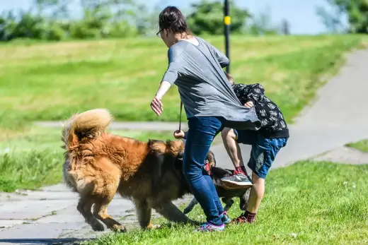 Pies atakuje ludzi na spacerze? Przyczyny i rozwiązanie