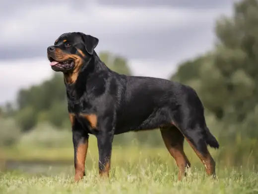 Rottweiler temperament - Lugn, lojal och missförstådd?