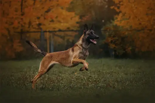 Owczarek belgijski malinois - pies do zadań specjalnych czy do domu?