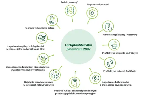 Lactiplantibacillus plantarum - jak wybrać dobry probiotyk?