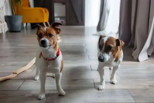 Jack Russell Terrier - Wady, zdrowie i charakter. Czy dasz radę?