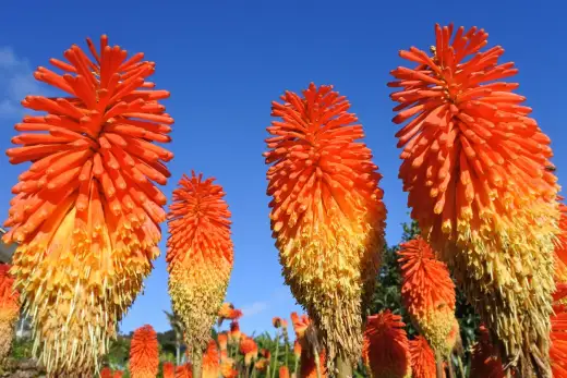 Tison du diable - La clé d'une floraison flamboyante ?