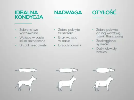 Najgrubszy pies świata - Rekordy czy problem? Jak odchudzić psa?
