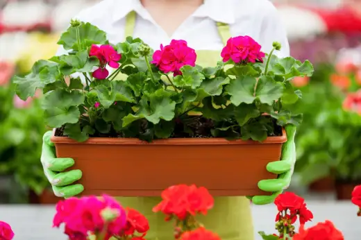 Kiedy sadzić pelargonie? Uniknij błędów – poradnik!