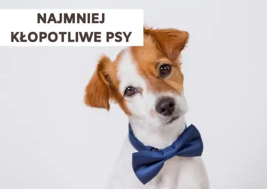 Najmniej kłopotliwy pies - które rasy naprawdę się sprawdzają?