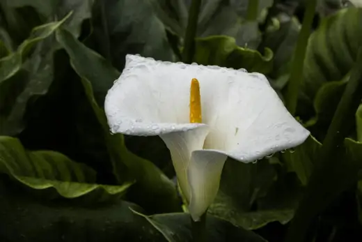 Cuándo plantar las calas para asegurar su crecimiento saludable