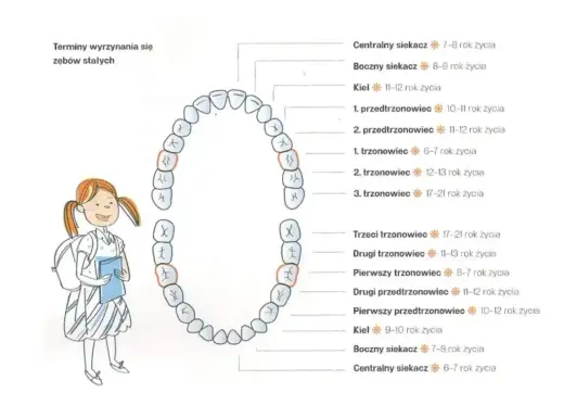 Zęby kłowe - rola, wyrzynanie i problemy. Co warto wiedzieć?