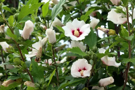 Hibiskus w doniczce - kwitnij przez lata! Poradnik pielęgnacji