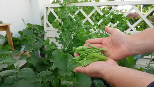 Zuckererbsen ernten - So gelingt die perfekte Ernte im Garten