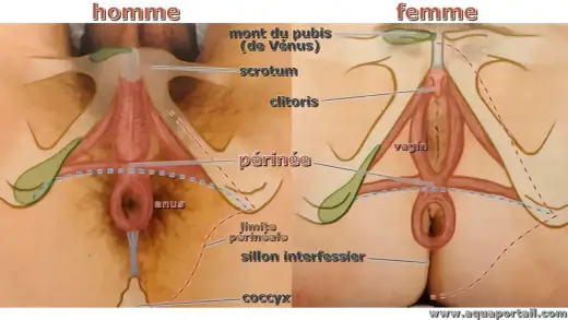 Périnée - Nom de la zone entre testicules et anus ?