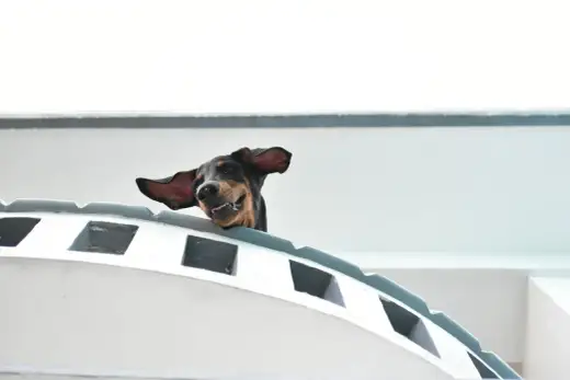 Prendre le ferry avec son chien sans stress ni mauvaise surprise