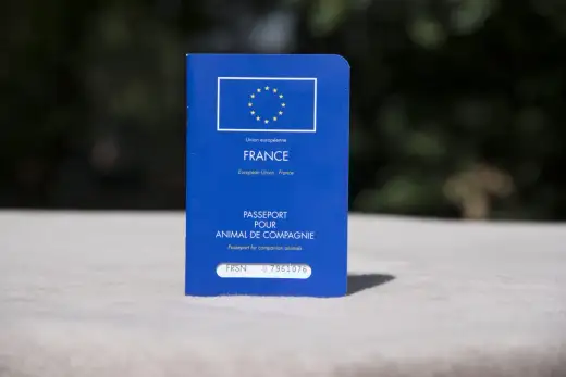 Passeport chien - les règles à connaître avant de partir