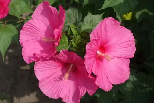 Hibiskus bagienny - Uprawa, cięcie i zimowanie bez tajemnic