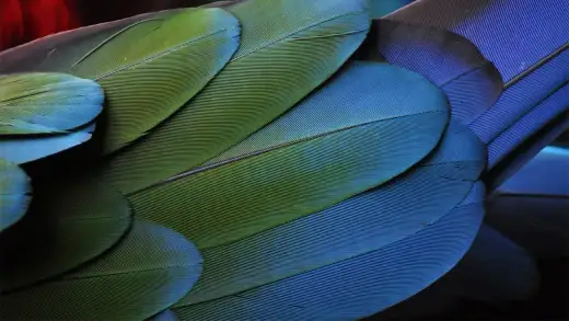 Focus stacking - Jak uzyskać idealną ostrość?