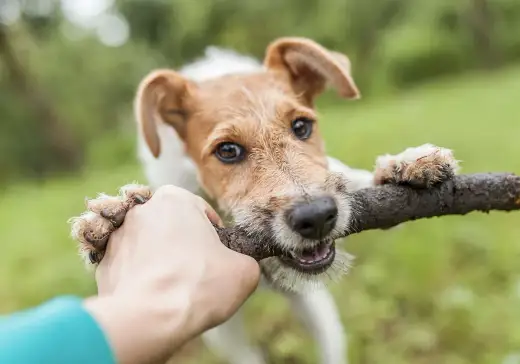 Chien hyperactif - Vraie agitation ou simple énergie ?
