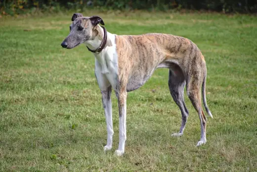 Greyhound - Mjuk sprinter eller soffpotatis? Hela guiden!