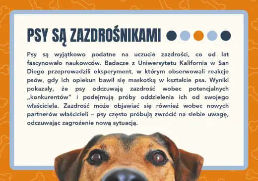 Ciekawostki o psach, które naprawdę pomagają je lepiej rozumieć
